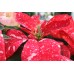 Jingle Bell Poinsettia